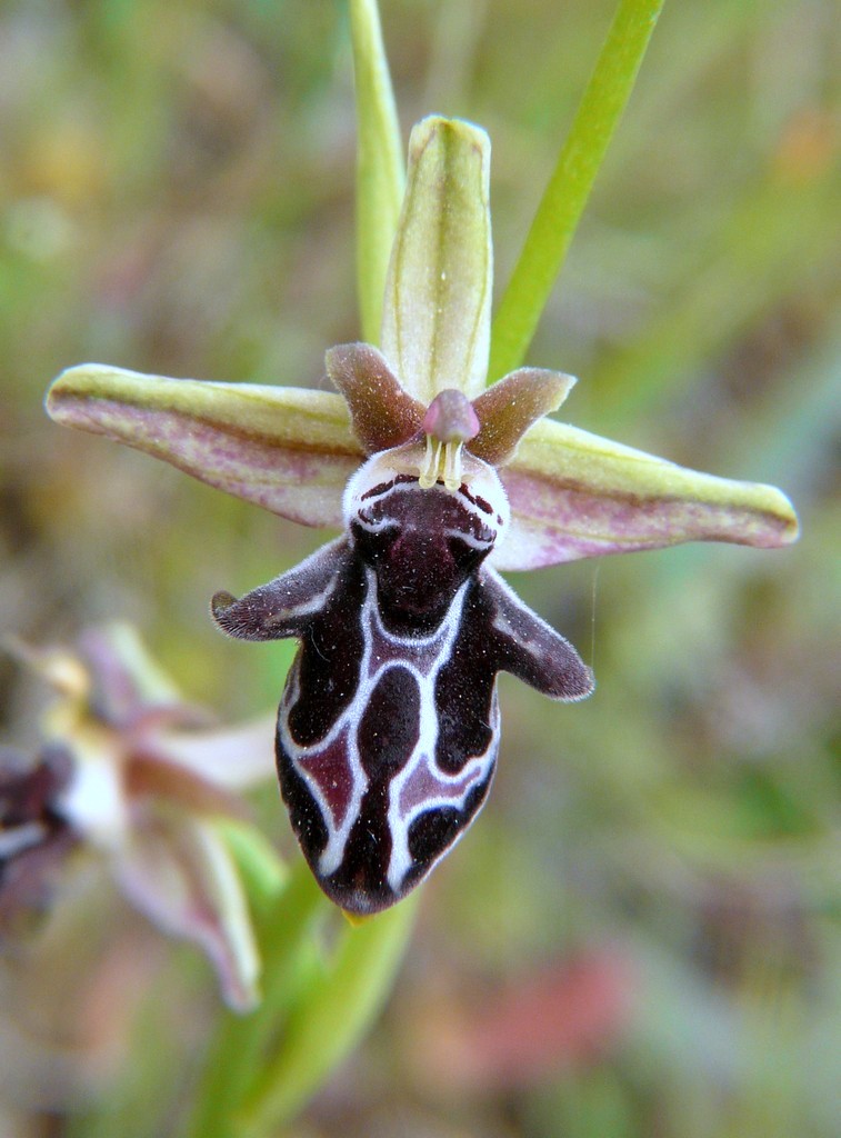 Ophrys cretica, Ophrys episcopalis  Creta aprile 2016